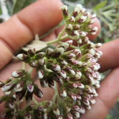 Ageratina asclepiadea