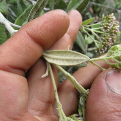 Ageratina asclepiadea