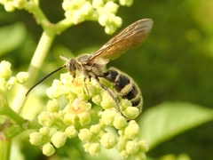 Campsomeriella annulata