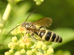 Campsomeriella annulata