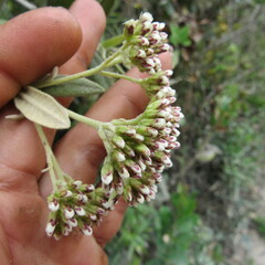 Ageratina asclepiadea