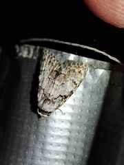 Meganola strigula