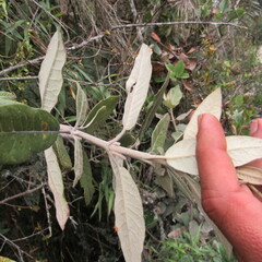 Ageratina asclepiadea