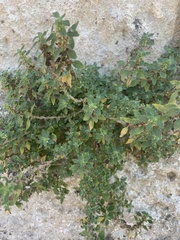 Parietaria judaica