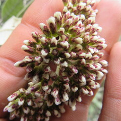 Ageratina asclepiadea