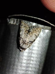 Meganola strigula