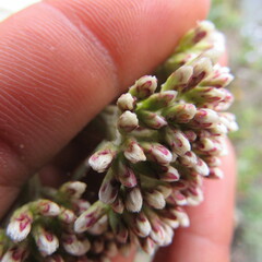 Ageratina asclepiadea