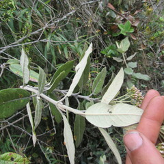 Ageratina asclepiadea