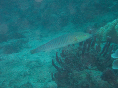 Hologymnosus doliatus