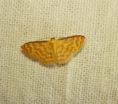 Lepidoptera