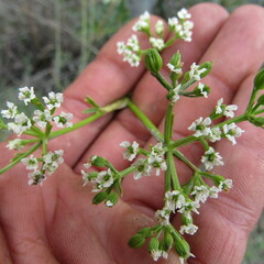 Niphogeton ternata