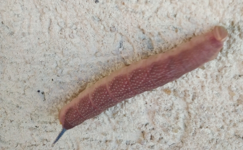 Mimas tiliae