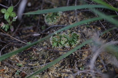 Drosera citrina