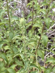 Brickellia cylindracea