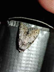 Meganola strigula
