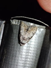 Meganola strigula