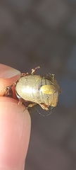 Acroloxus lacustris