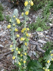 Verbascum gnaphalodes