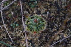 Drosera citrina