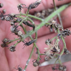Hieracium avilae