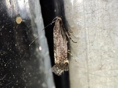 Aproaerema anthyllidella