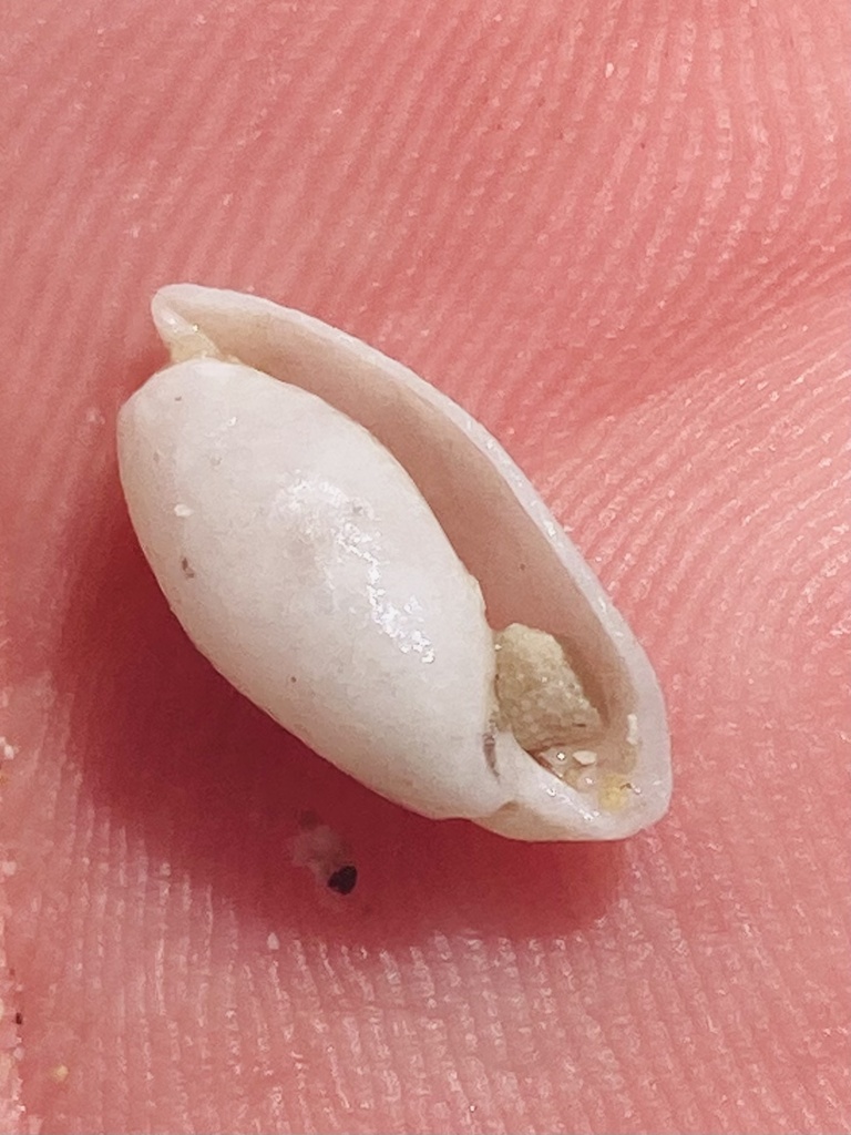 Ghost Paper Bubble Snail