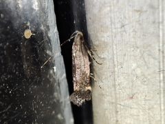 Aproaerema anthyllidella