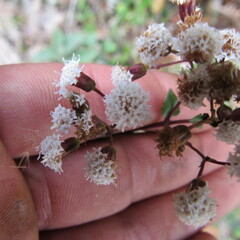 Ageratina gracilis