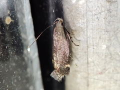 Aproaerema anthyllidella