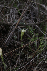 Pterostylis dilatata