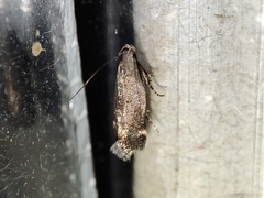 Aproaerema anthyllidella