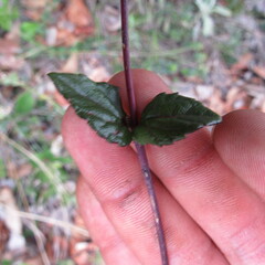 Ageratina gracilis
