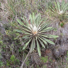 Espeletia corymbosa