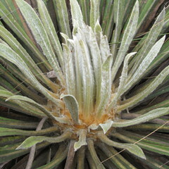 Espeletia corymbosa