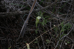 Pterostylis dilatata