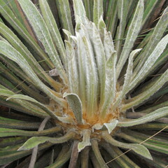 Espeletia corymbosa