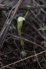 Pterostylis dilatata