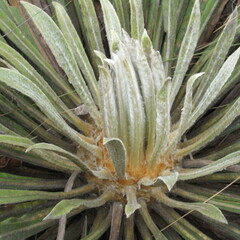 Espeletia corymbosa
