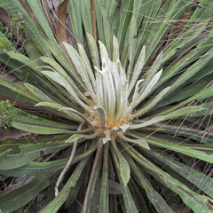 Espeletia corymbosa