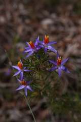 Calectasia