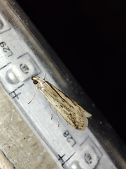 Gymnancyla ruscinonella