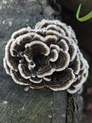 Trametes versicolor