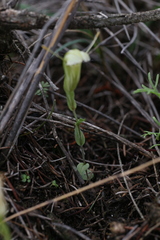 Pterostylis dilatata