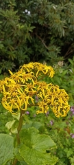 Ligularia amplexicaulis