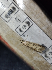 Gymnancyla ruscinonella