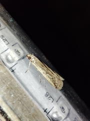 Gymnancyla ruscinonella