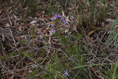 Calectasia
