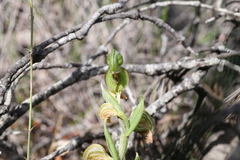 Pterostylis orbiculata