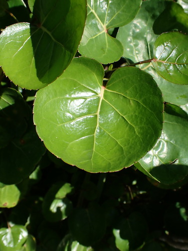 Polyscias scutellaria