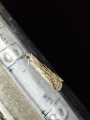 Gymnancyla ruscinonella